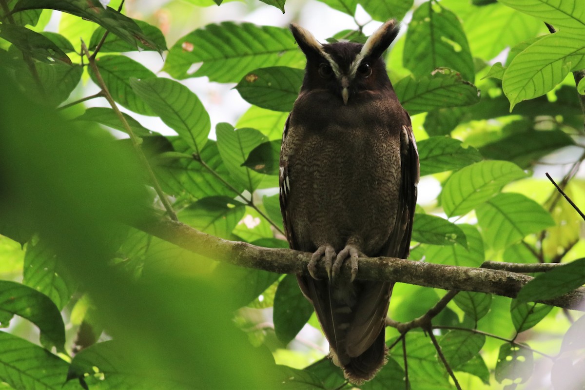 Crested Owl - ML407723351