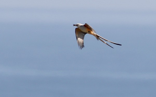 Scissor-tailed Flycatcher - Ted Keyel