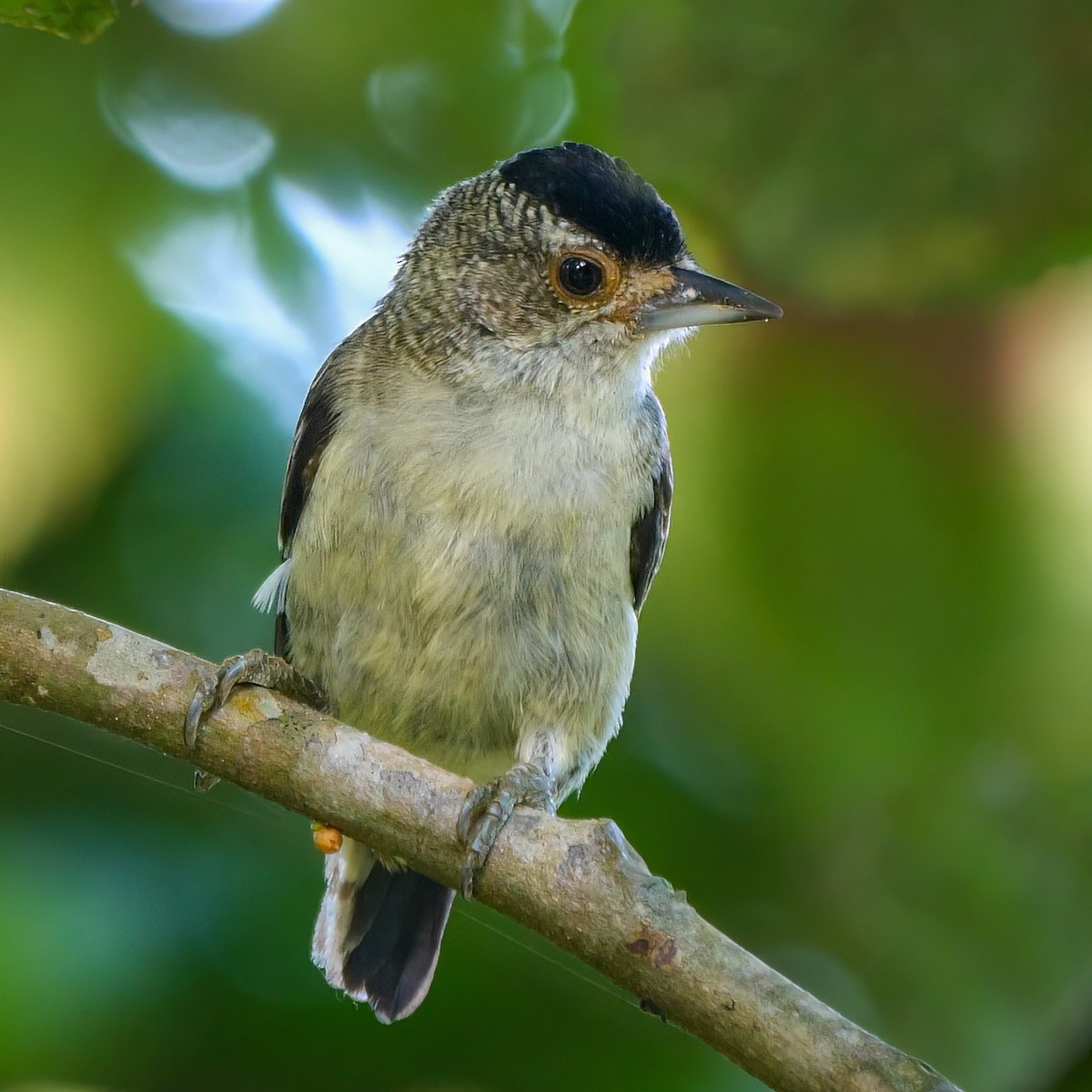 Plain-breasted Piculet - Mike Melton
