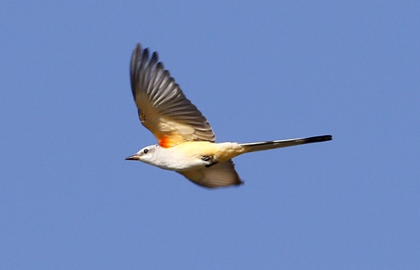 Scissor-tailed Flycatcher - Ted Keyel