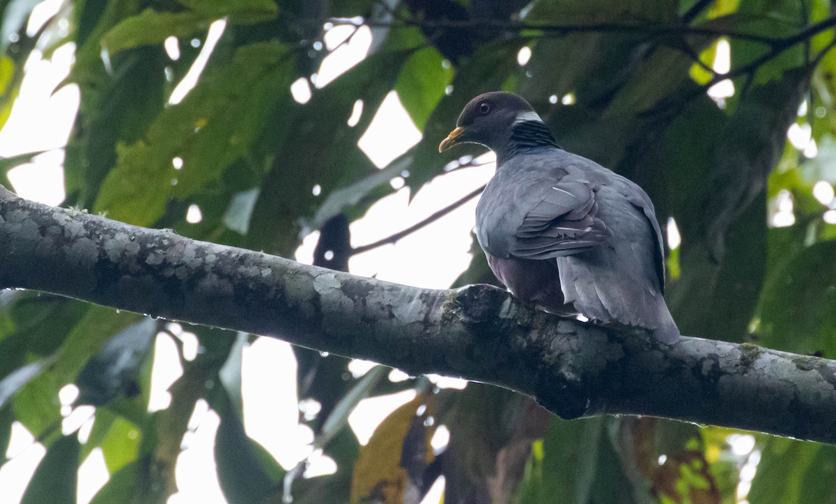 Band-tailed Pigeon - ML407728551