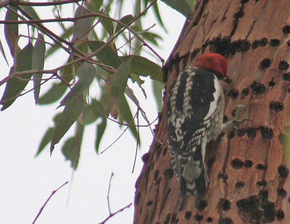 Red-breasted Sapsucker - ML407731281