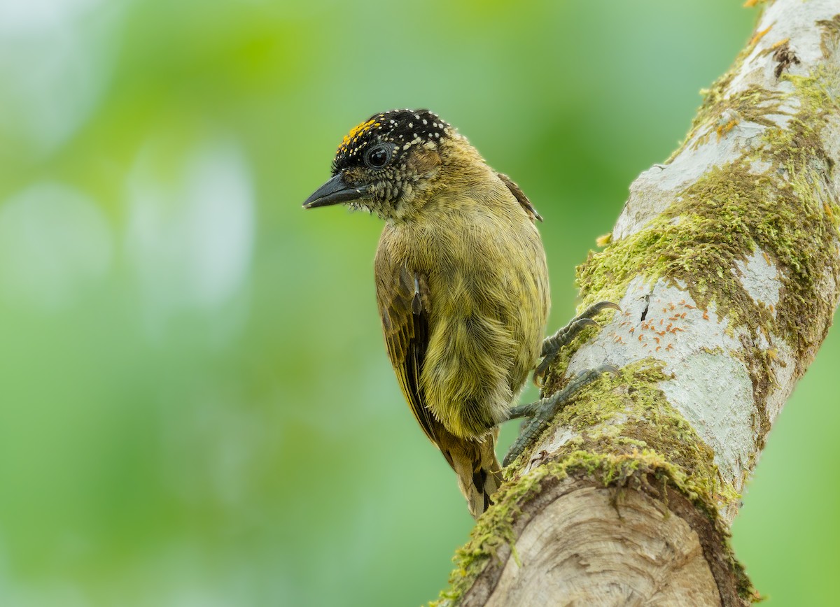 Olivaceous Piculet - ML407731441