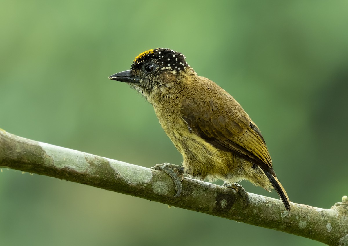 Olivaceous Piculet - ML407731481