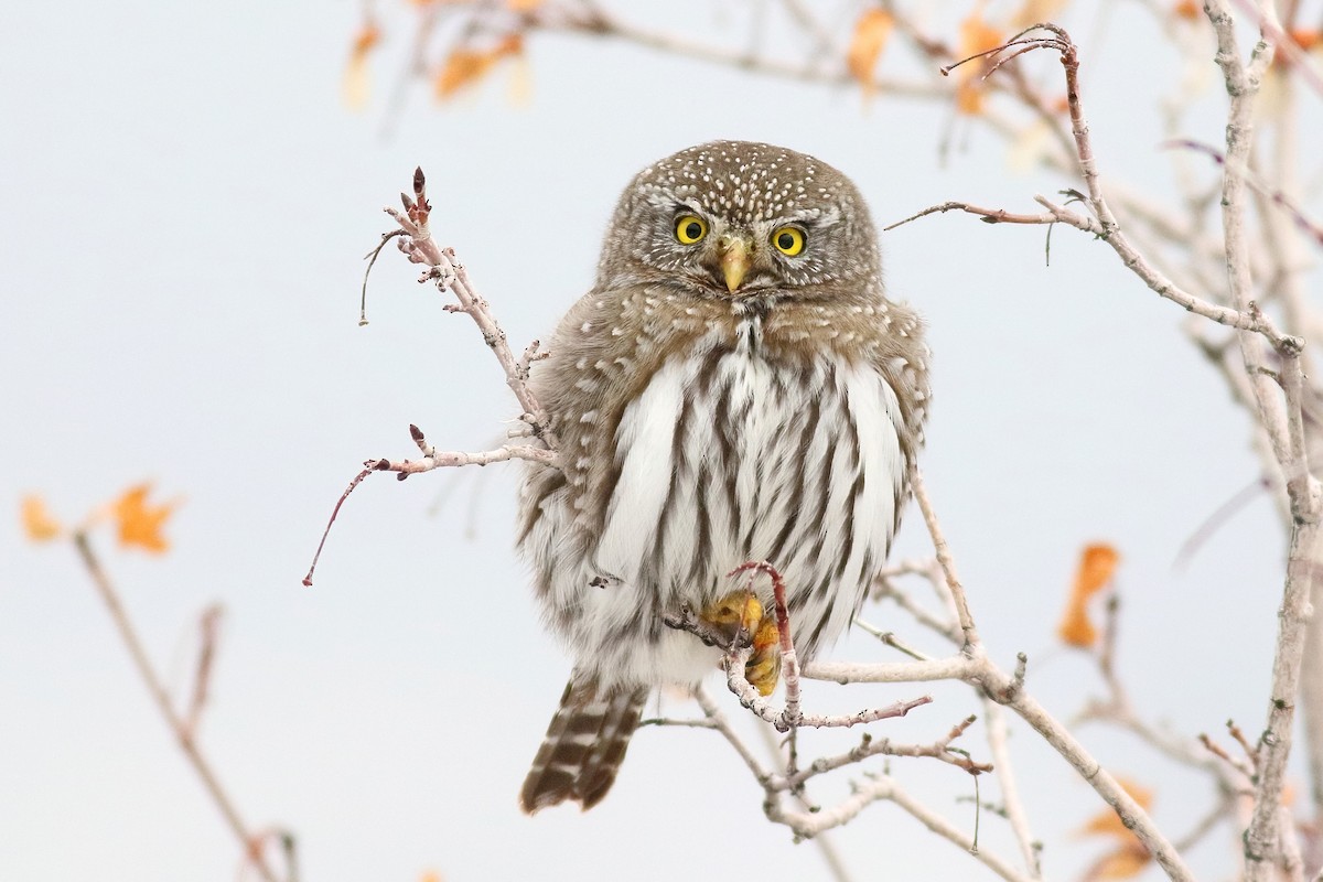 Northern Pygmy-Owl (Rocky Mts.) - ML407732211