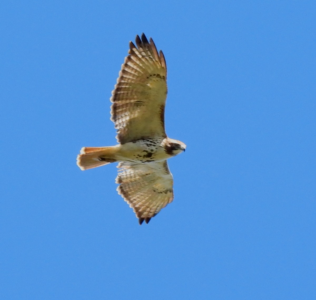 Red-tailed Hawk - ML407733221