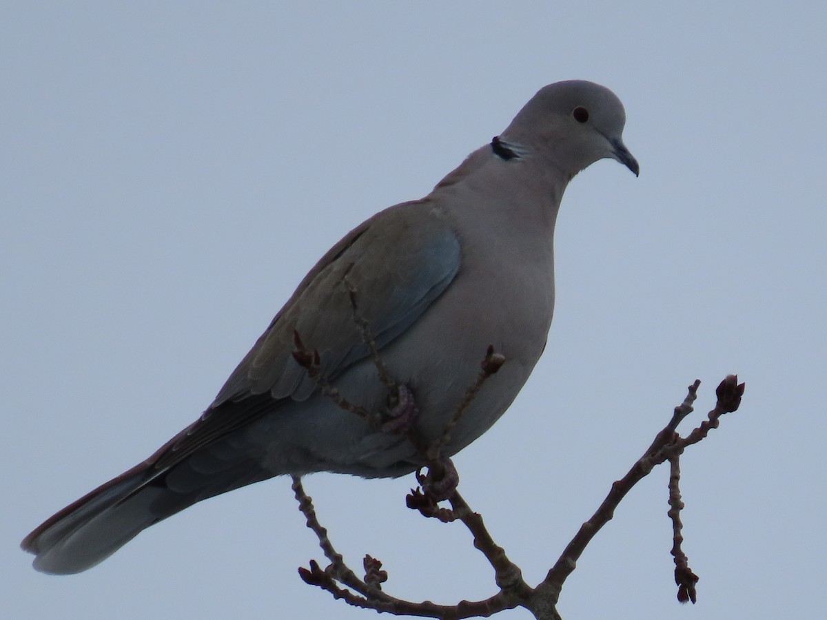 Eurasian Collared-Dove - ML407739891