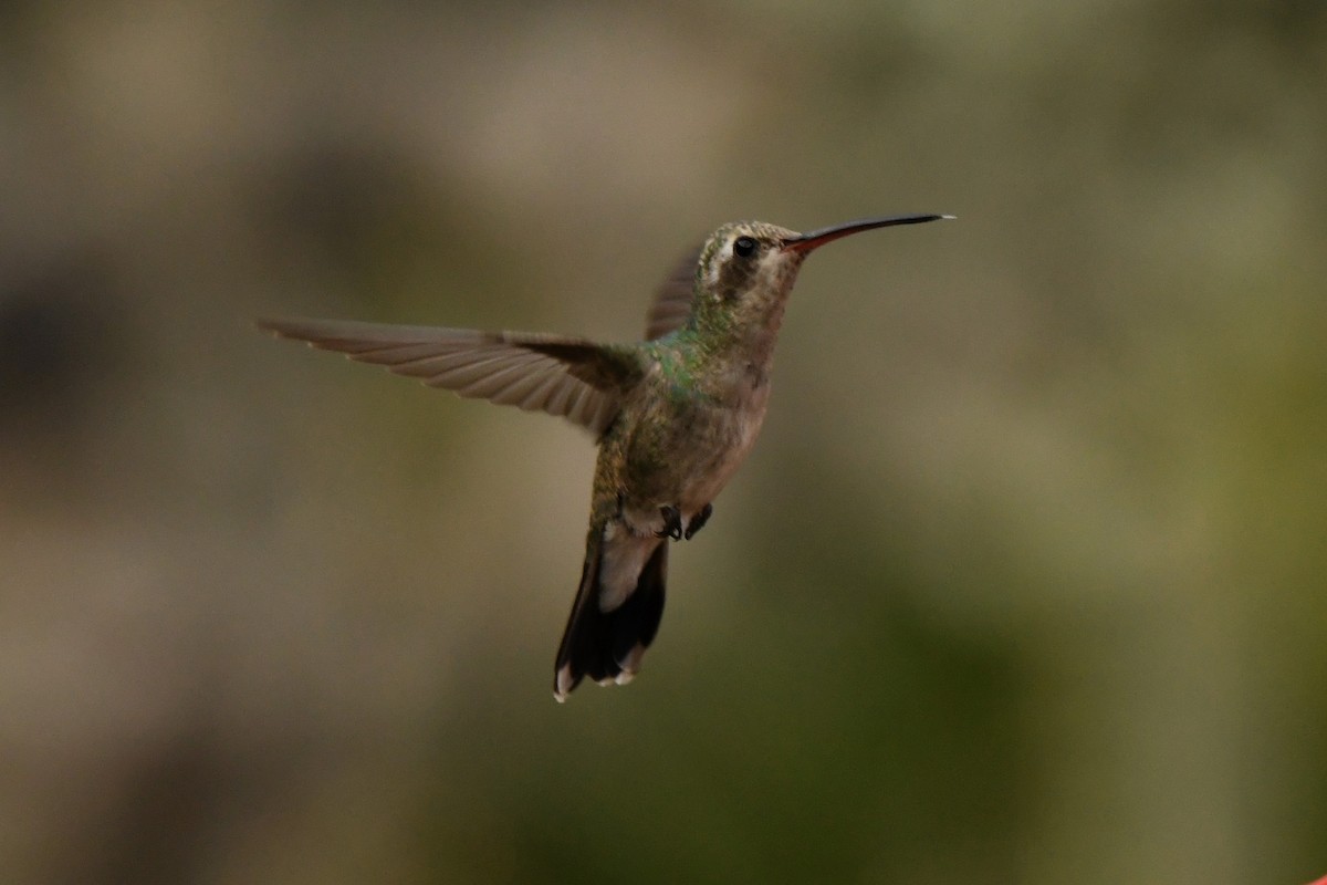 Broad-billed Hummingbird - ML407742701