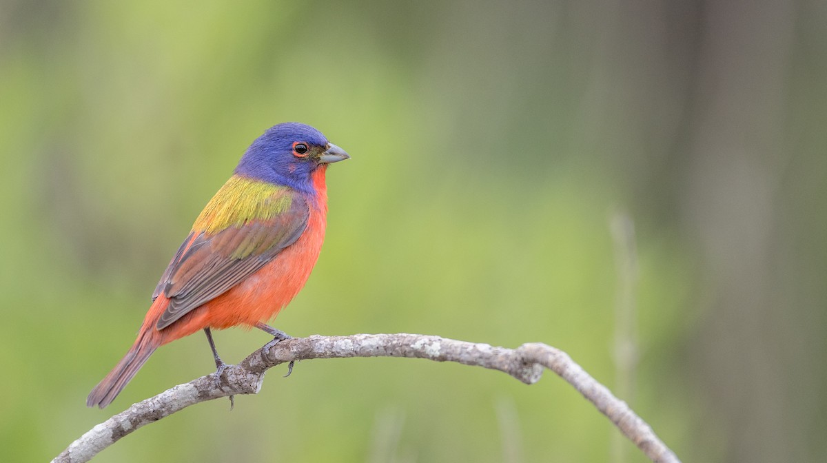 Painted Bunting - ML407744511
