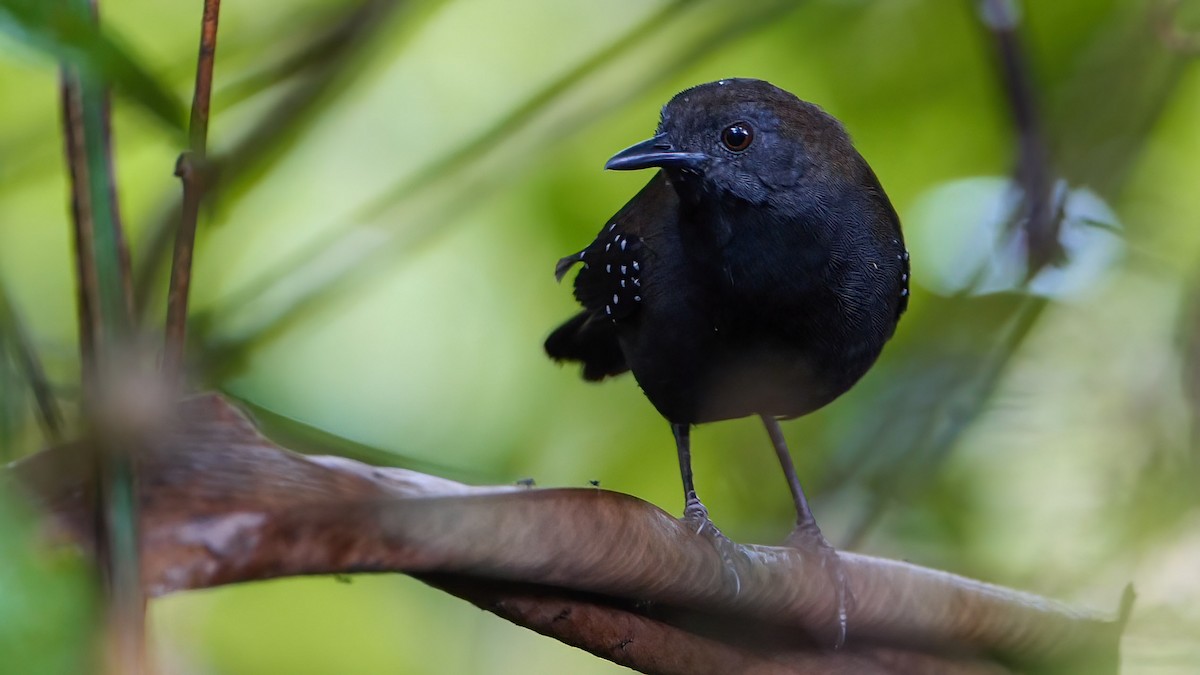 Black-throated Antbird - Mike Melton