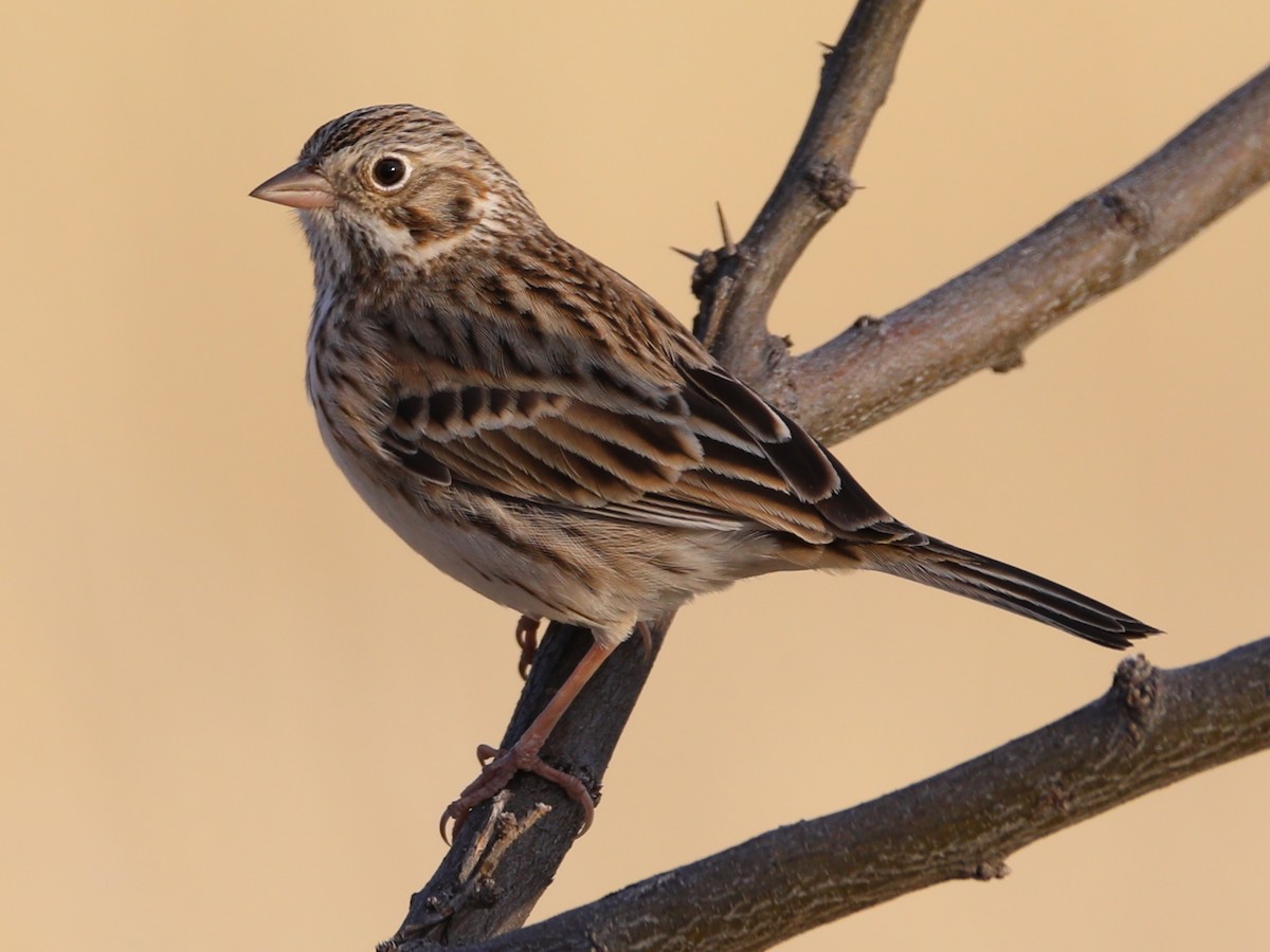 Vesper Sparrow - Charles Ford