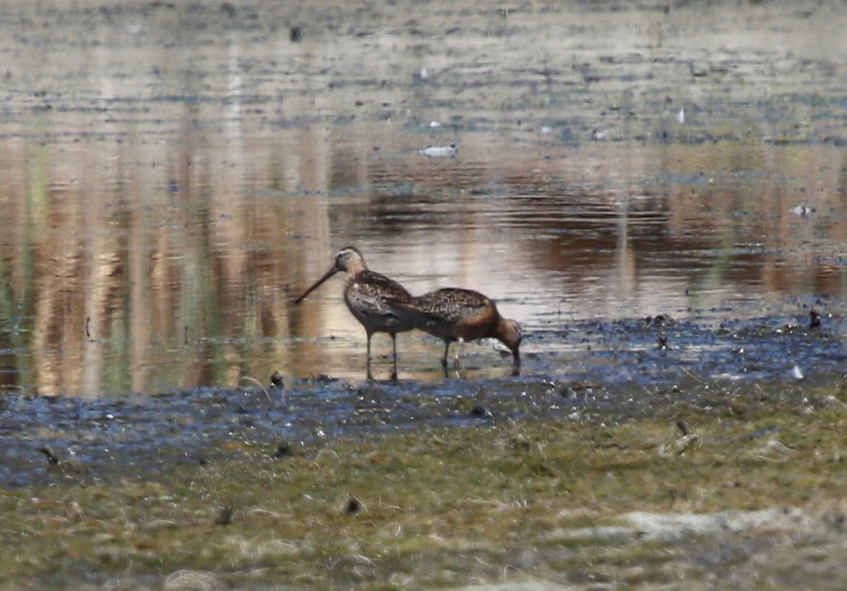 Long-billed Dowitcher - ML407761491
