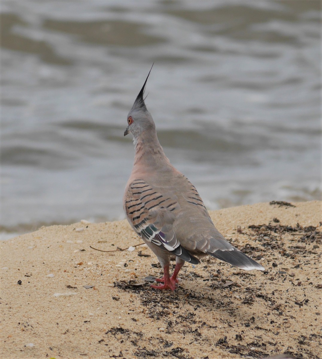 Crested Pigeon - ML407765641