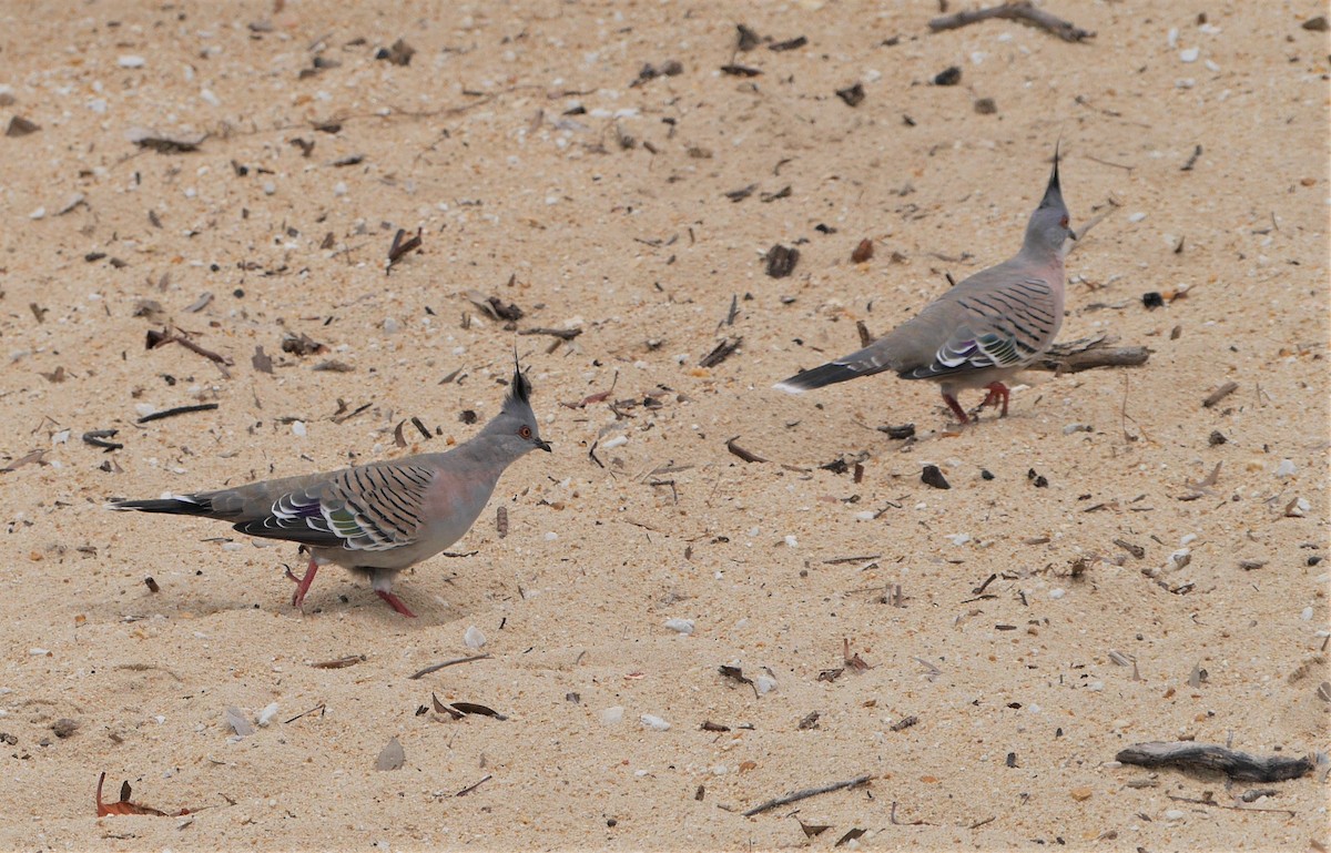 Crested Pigeon - ML407765661