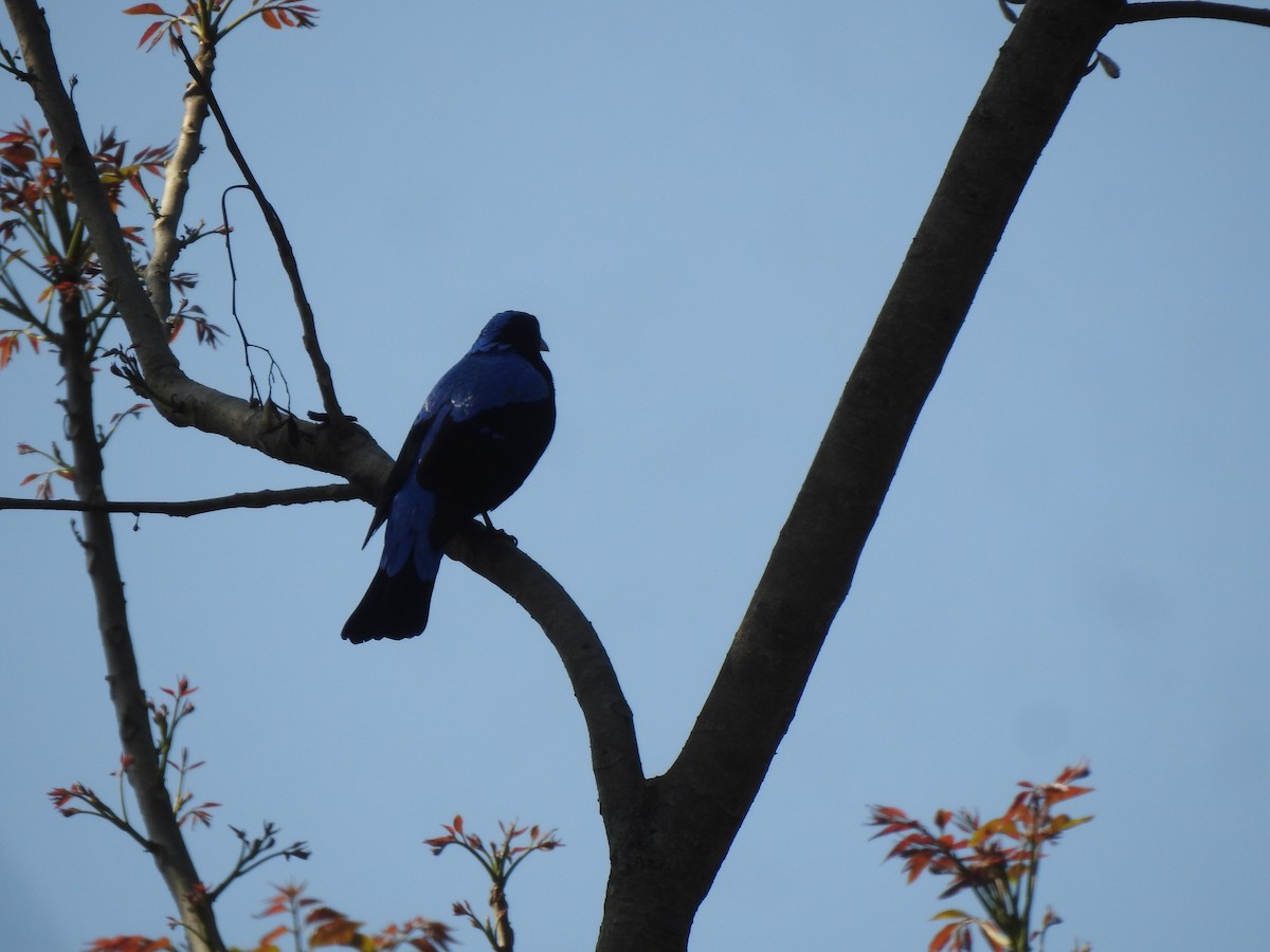 Asian Fairy-bluebird - Jaydev Mandal