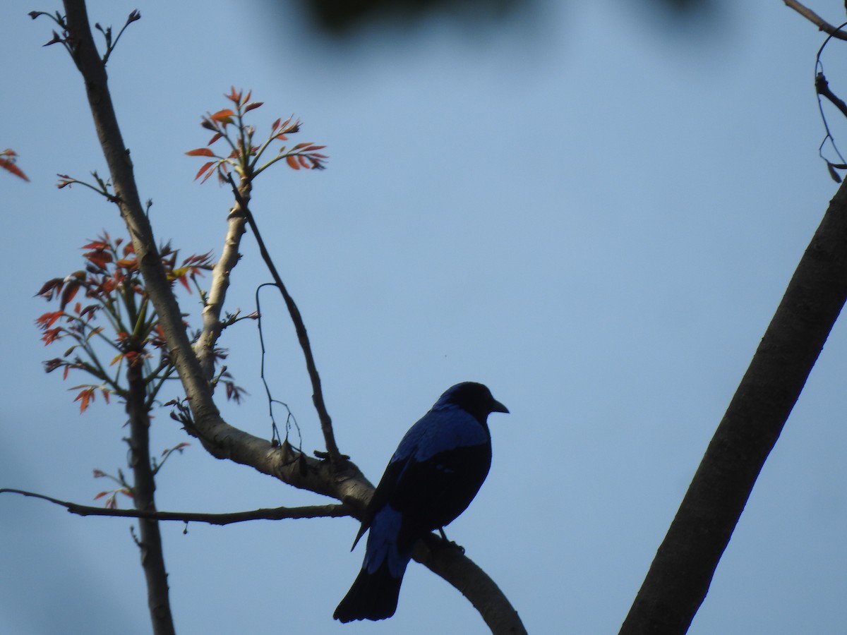 Asian Fairy-bluebird - ML407767871