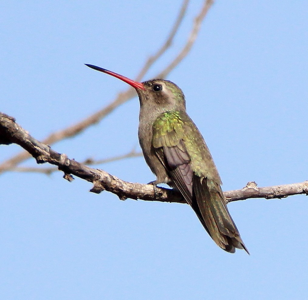 Dusky Hummingbird - ML407769481