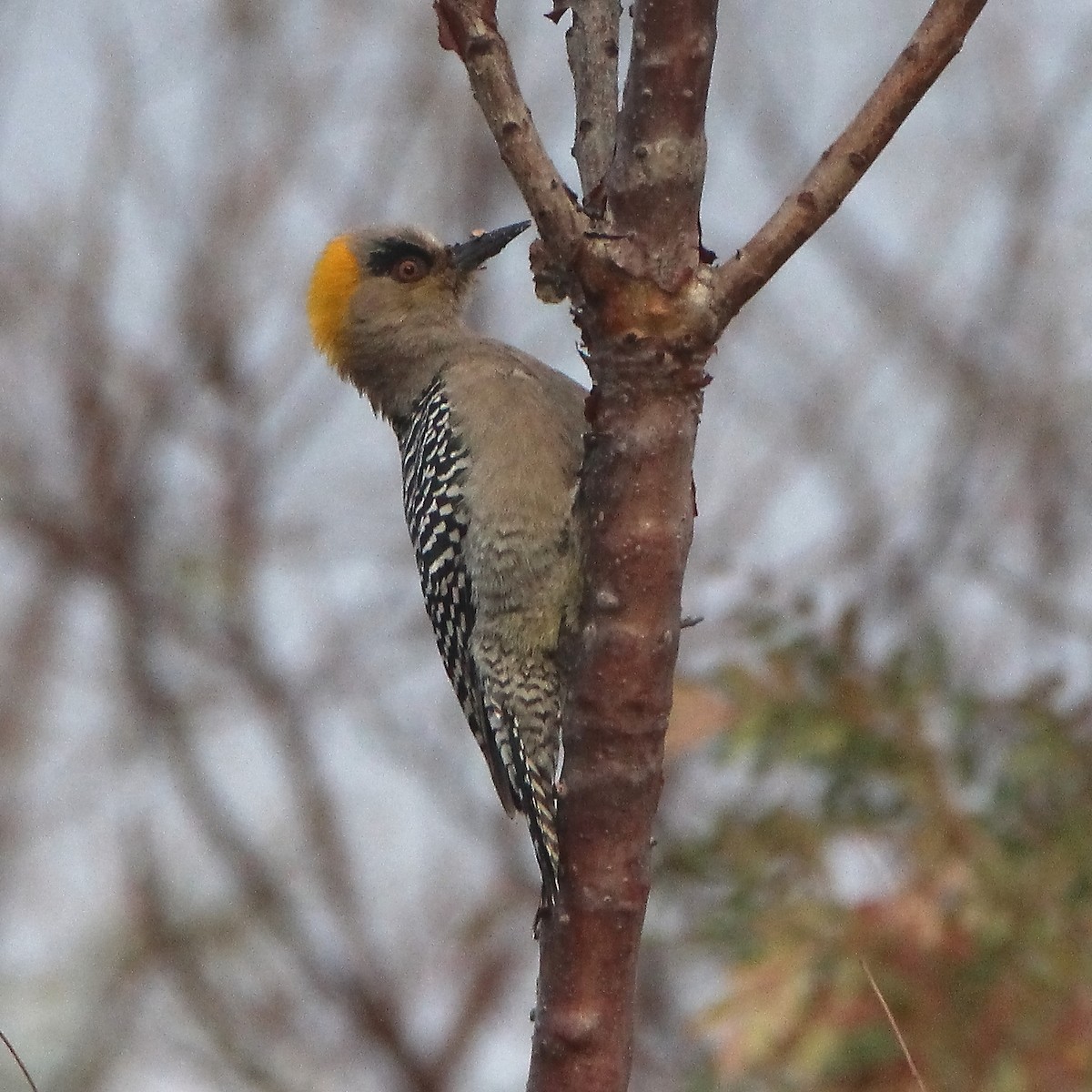 Golden-cheeked Woodpecker - ML407769541