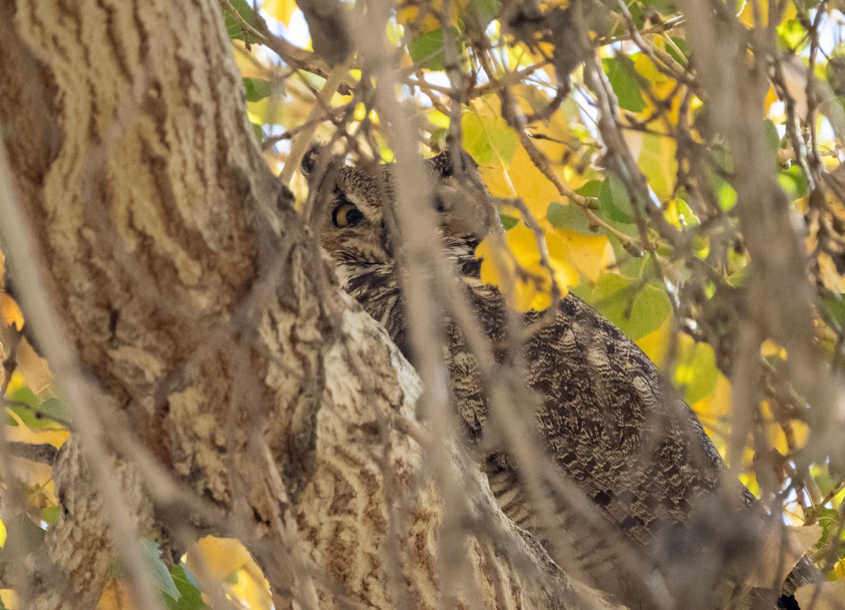 Great Horned Owl - ML407770121