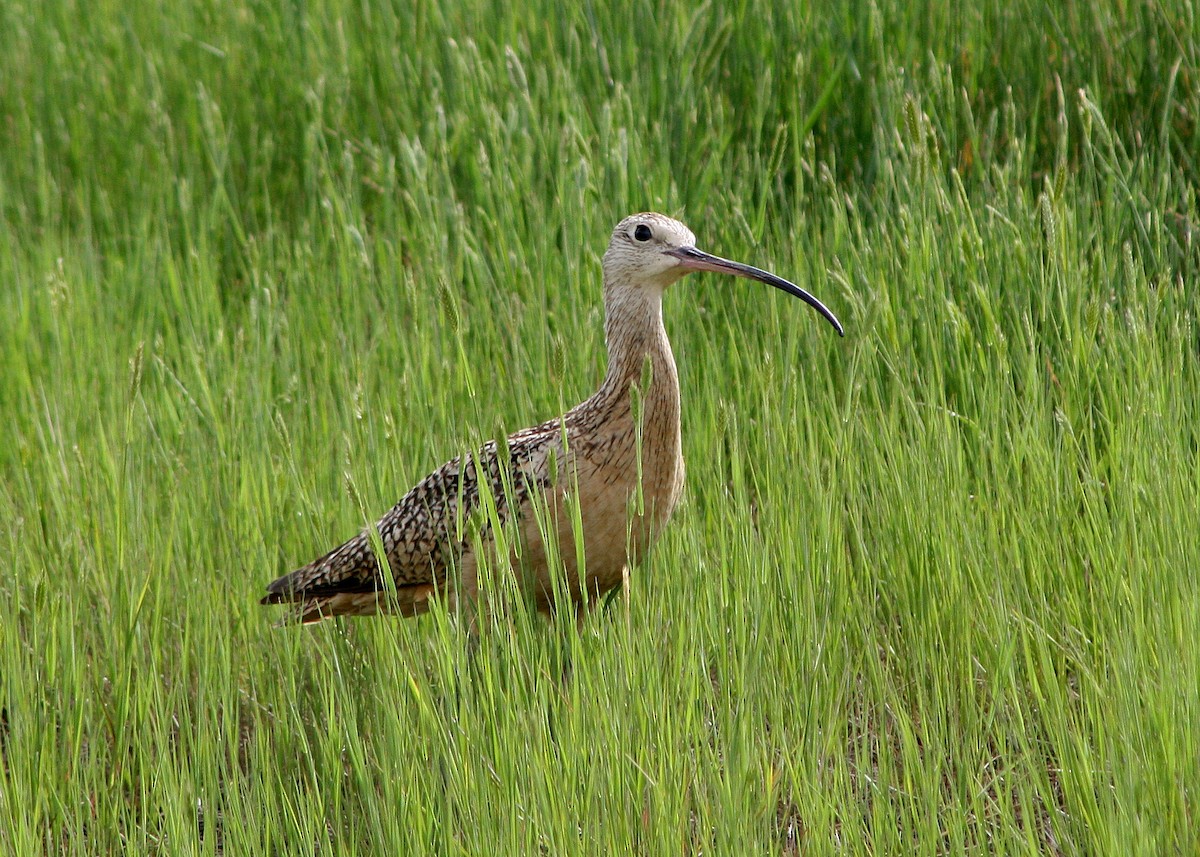 Long-billed Curlew - ML407771981