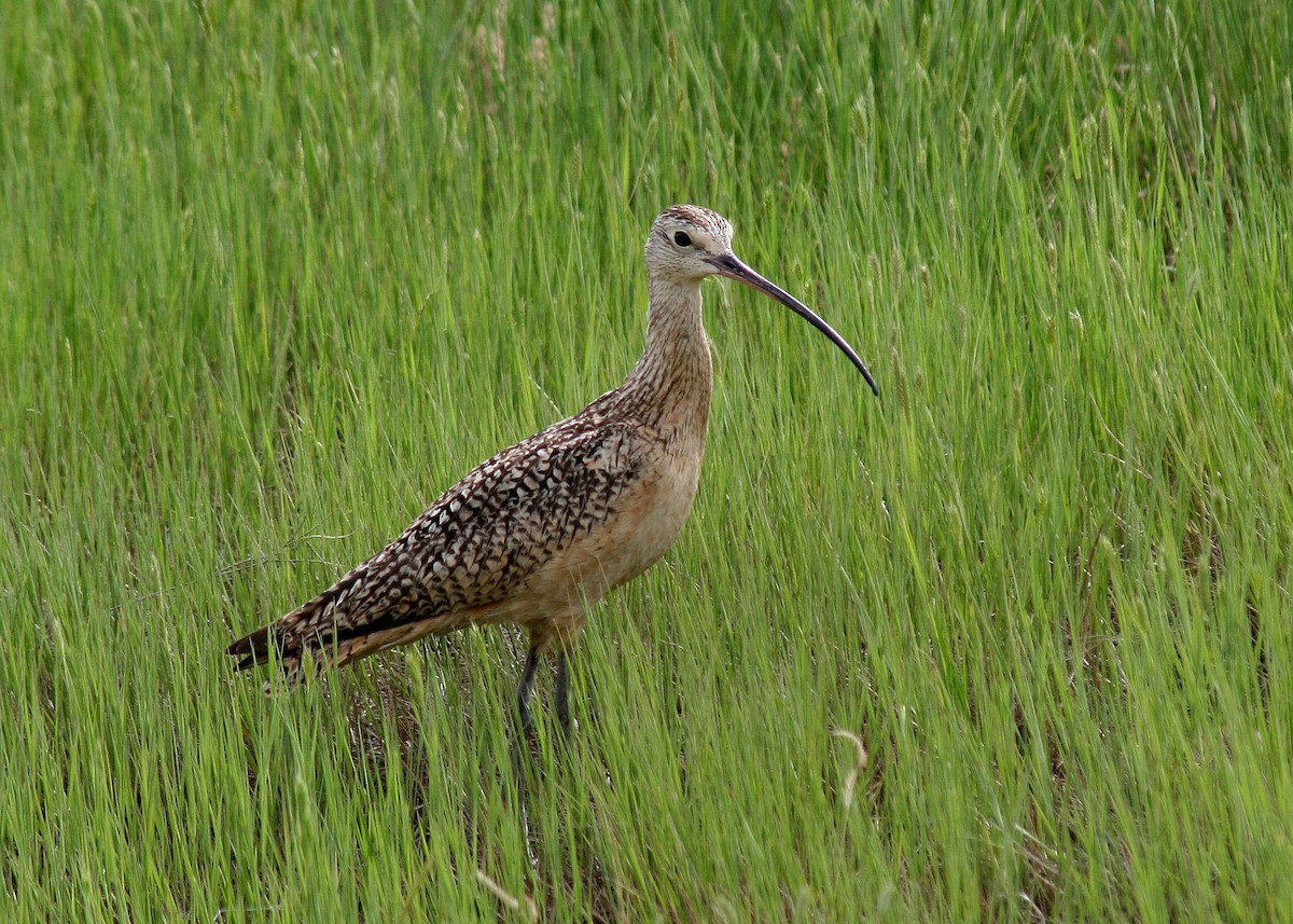 Long-billed Curlew - ML407771991