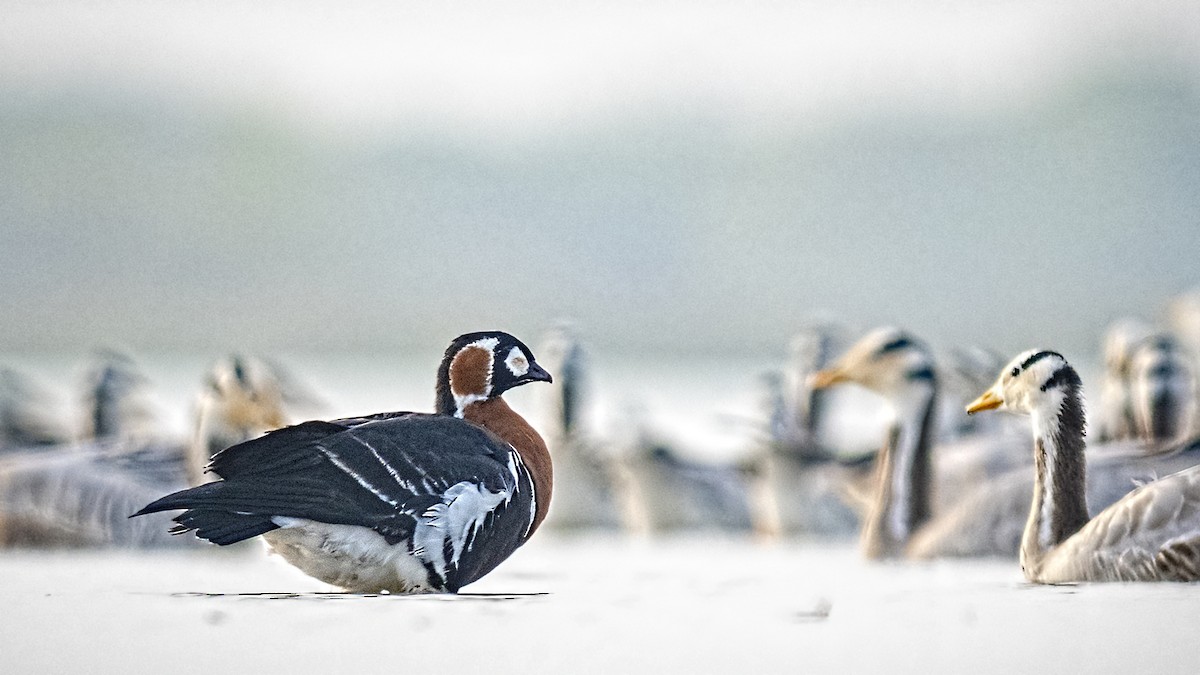 Red-breasted Goose - ML407777381