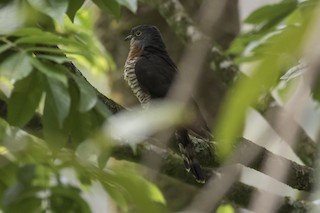  - Dark Hawk-Cuckoo