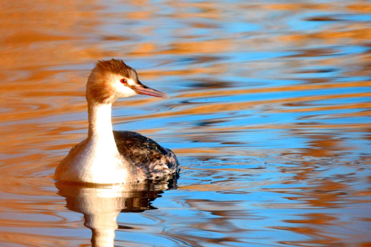 Great Crested Grebe - ML407784251
