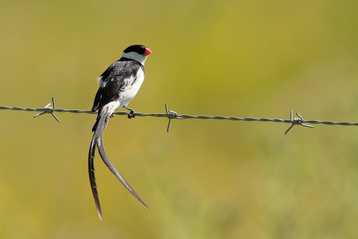 Pin-tailed Whydah - ML407785081