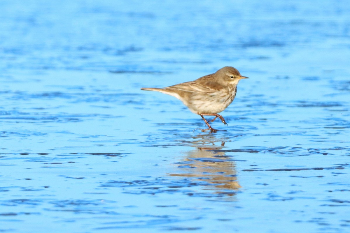 Water Pipit - ML407786421