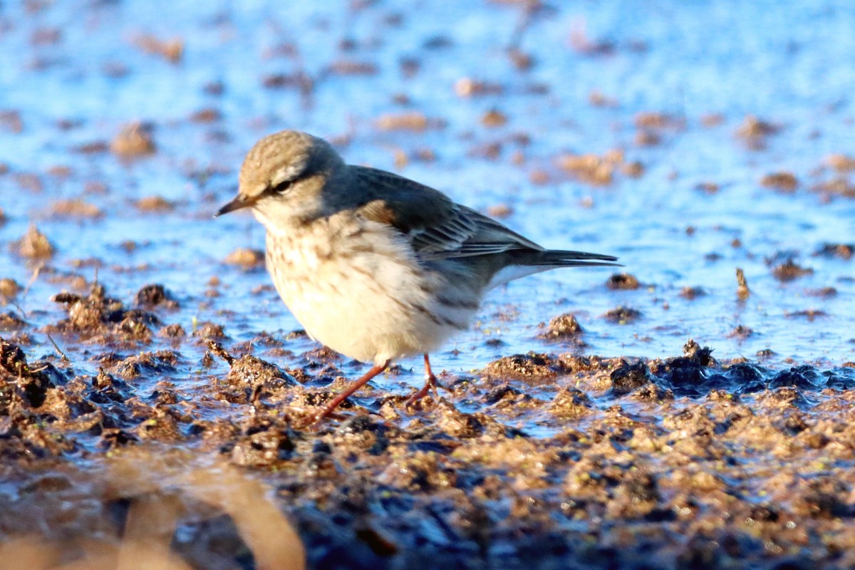 Water Pipit - ML407786811