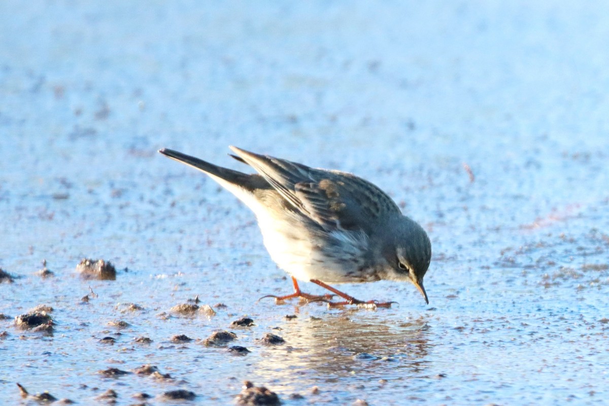 Water Pipit - ML407787051