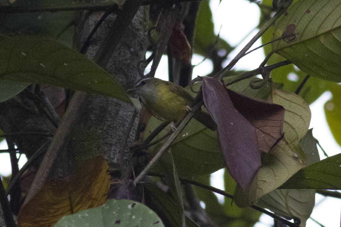 Yellow-bellied Warbler - ML40778971