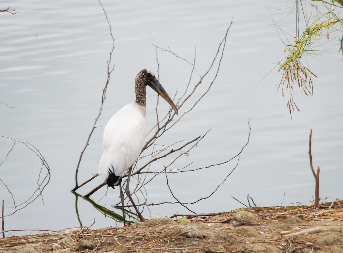 Wood Stork - Elby Anderson A Silva