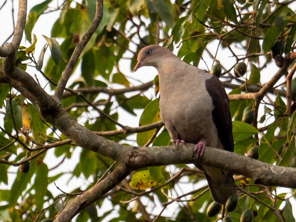 Mountain Imperial-Pigeon - ML407798521