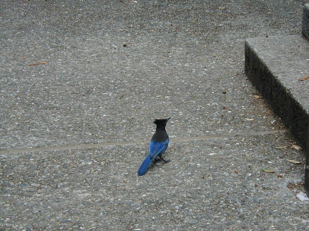 Steller's Jay - Andy McGivern