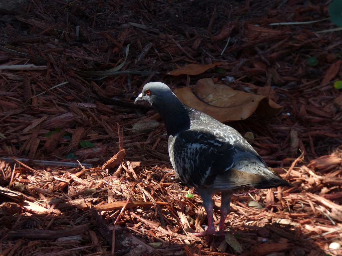 Rock Pigeon (Feral Pigeon) - Ryan Sallmann