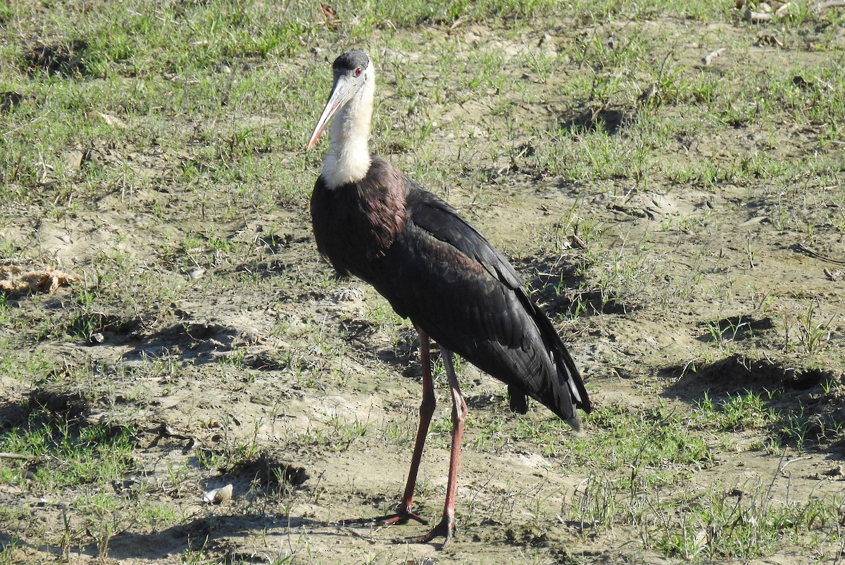 Asian Woolly-necked Stork - ML40780981
