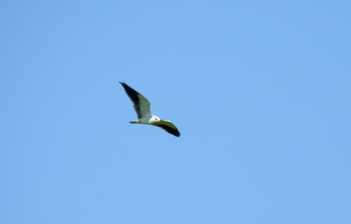 Black-winged Kite - ML40781251