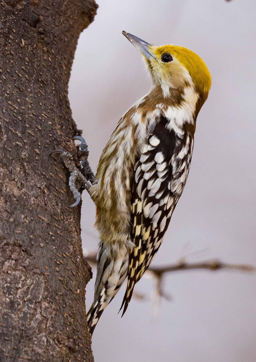 Yellow-crowned Woodpecker - ML407812921