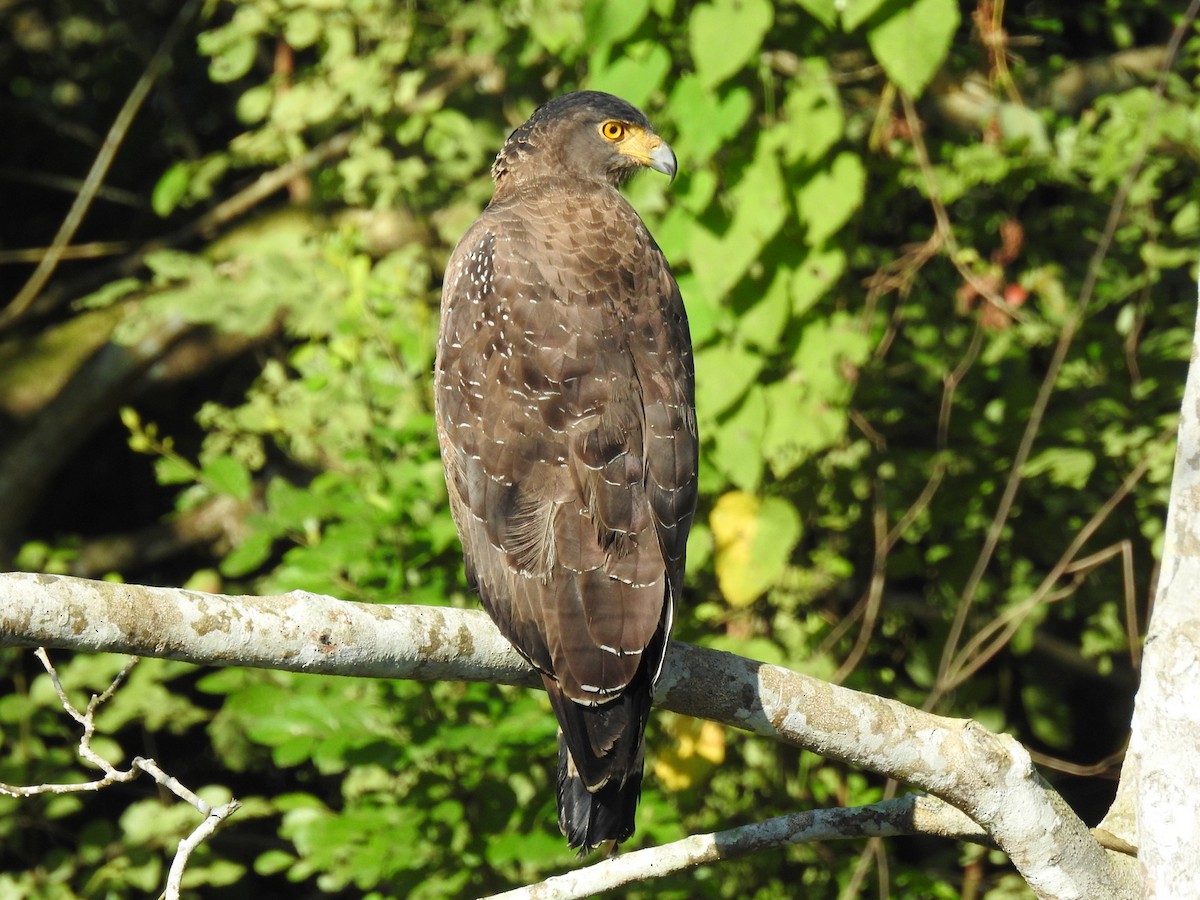 Crested Serpent-Eagle - ML40781361