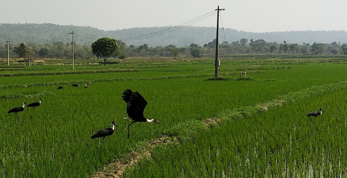 Asian Woolly-necked Stork - ML407817301