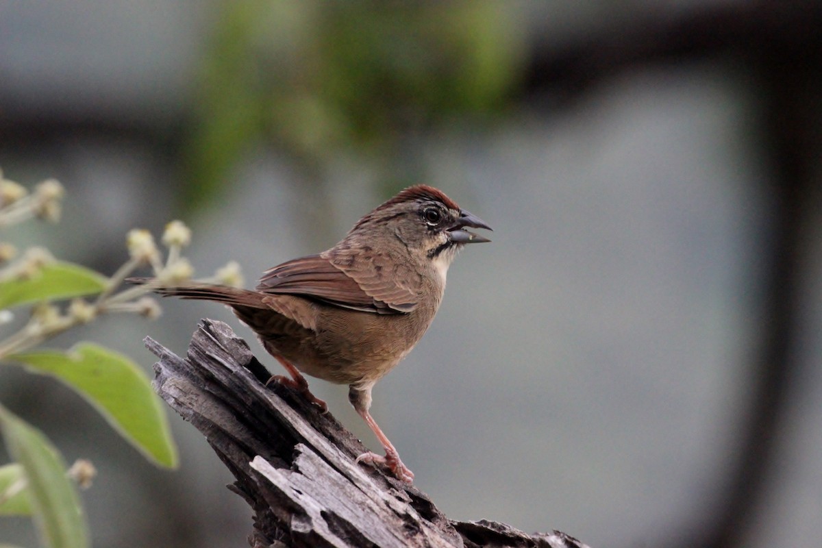 Rusty Sparrow - Charles Gates