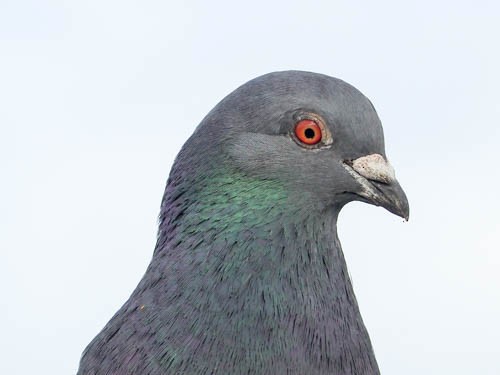 Pigeon biset (forme domestique) - ML40782901