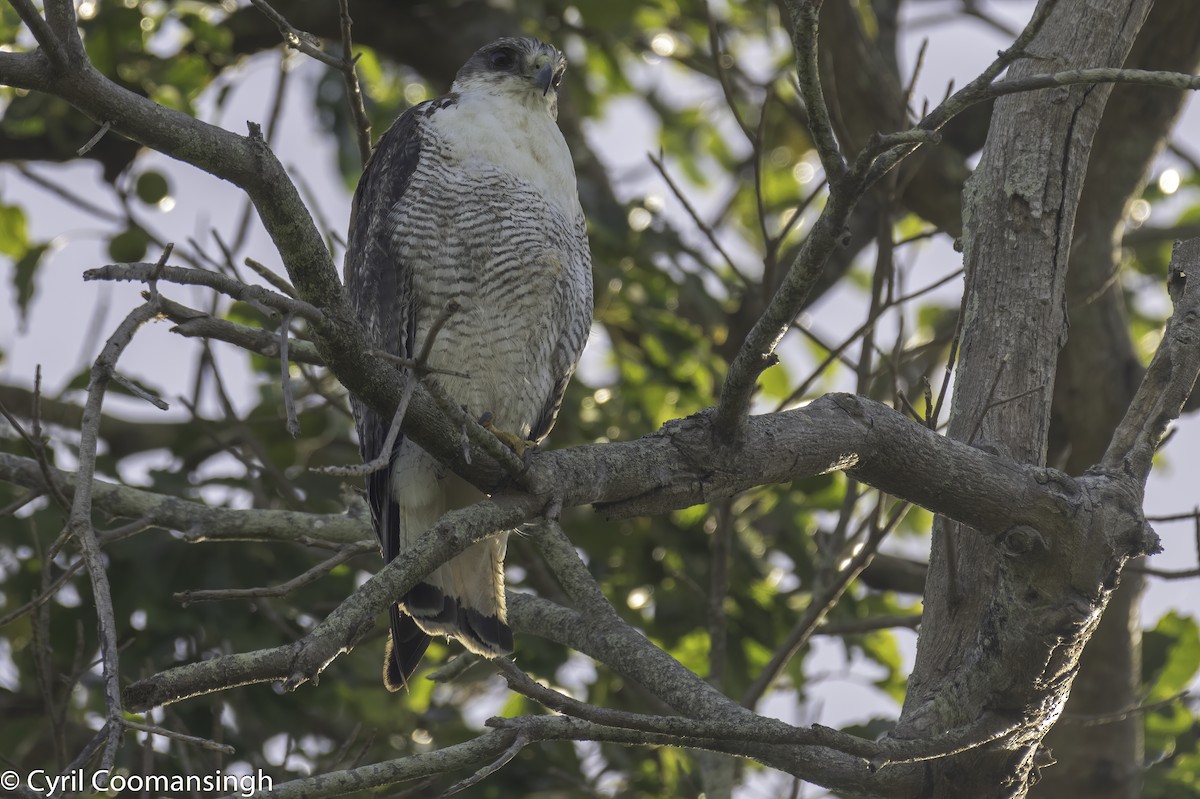 White-tailed Hawk - Cyril Coomansingh