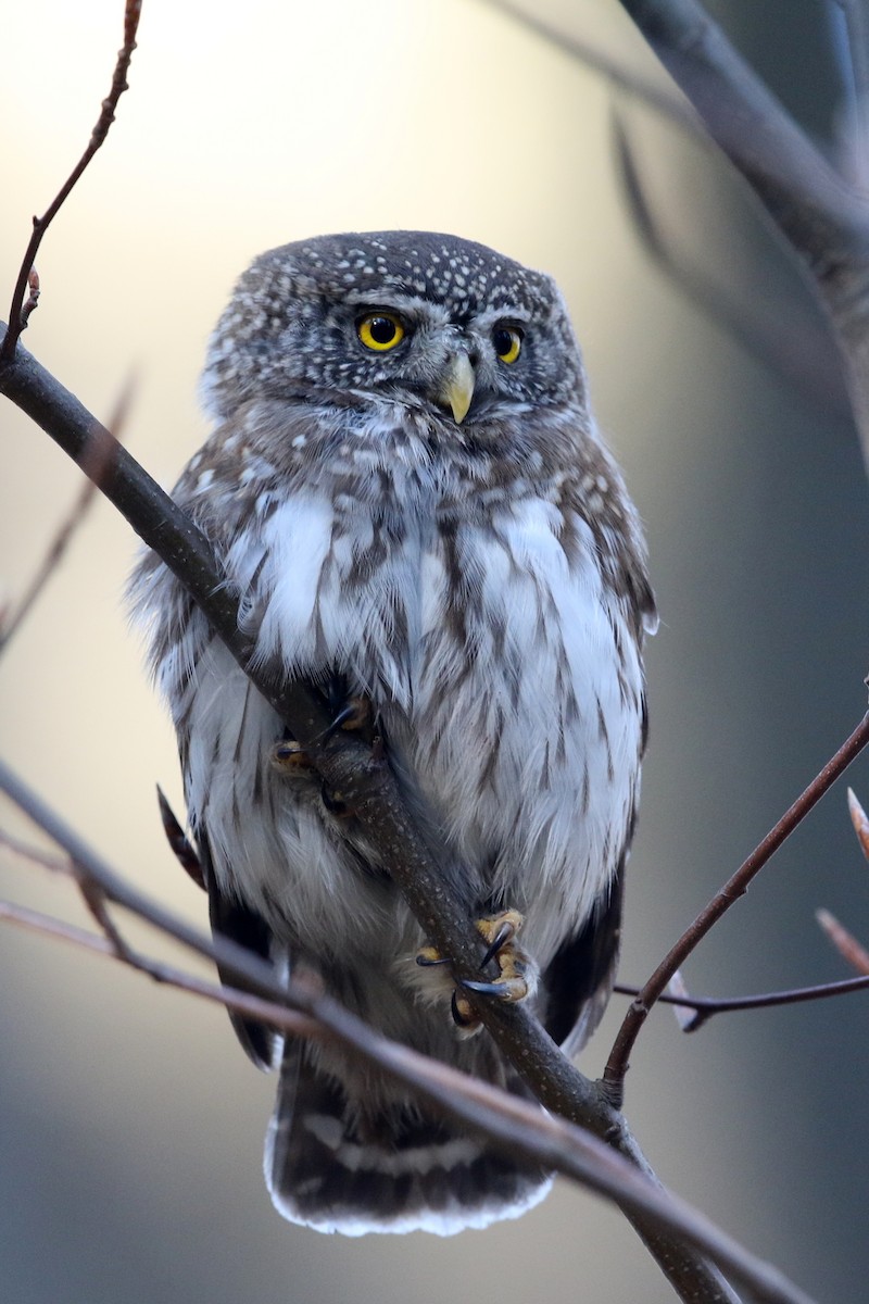 Eurasian Pygmy-Owl - ML407835591