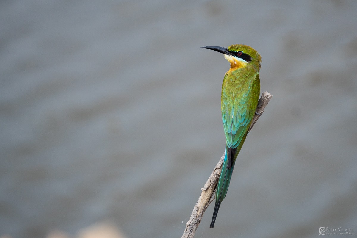 Blue-tailed Bee-eater - Pattaraporn Vangtal