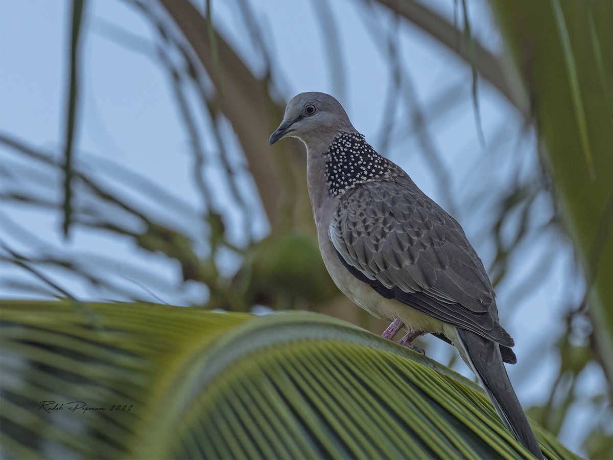 Spotted Dove - ML407839381