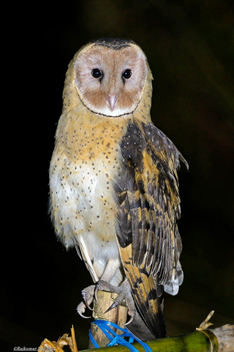 Australasian Grass-Owl - Rajkumar Das