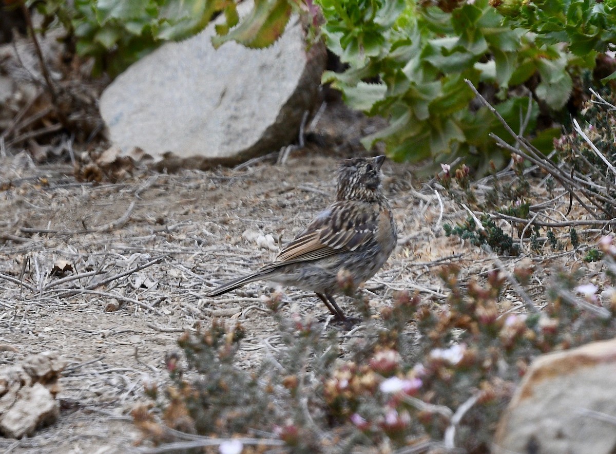 Rufous-collared Sparrow - ML407851051